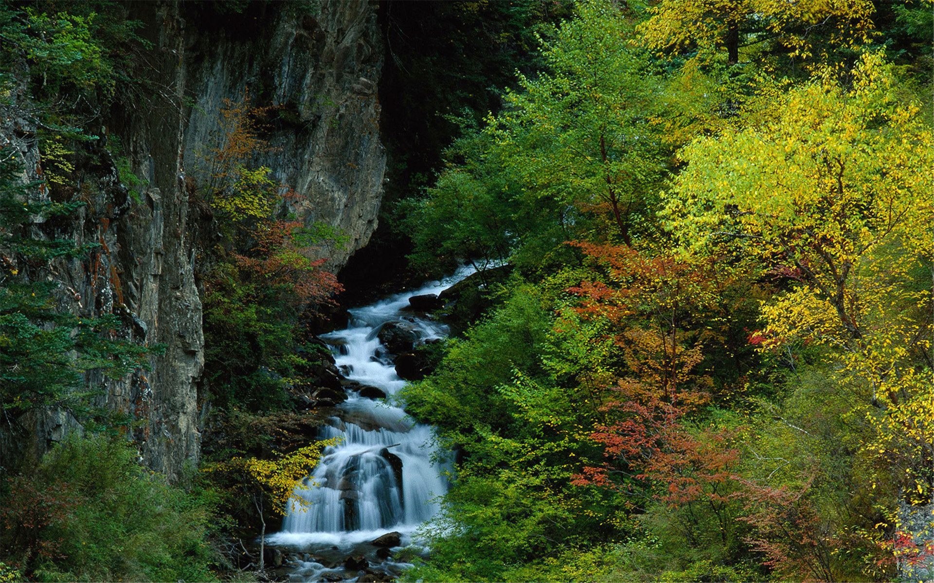 深秋韵味 高清树叶壁纸与信息技术开发的融合之美